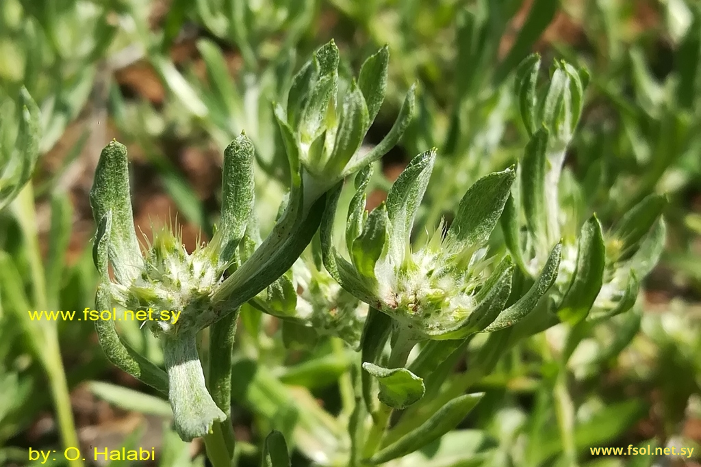 Filago pyramidata L.